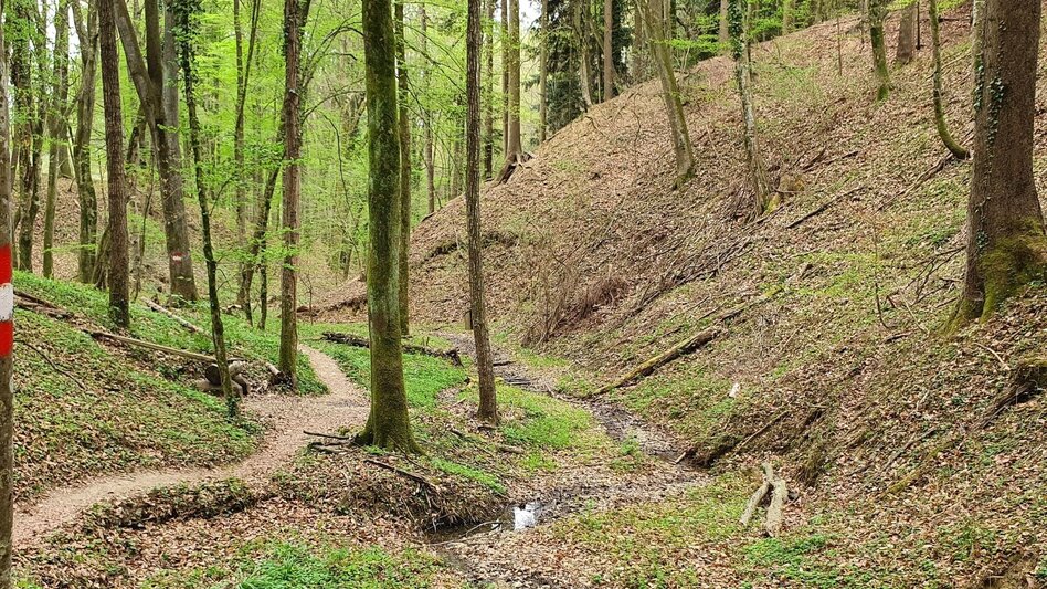 Hiking Route Steinbachklamm - way back via Neudorfberg - Touren-Impression #2.4 | © Oststeiermark Tourismus