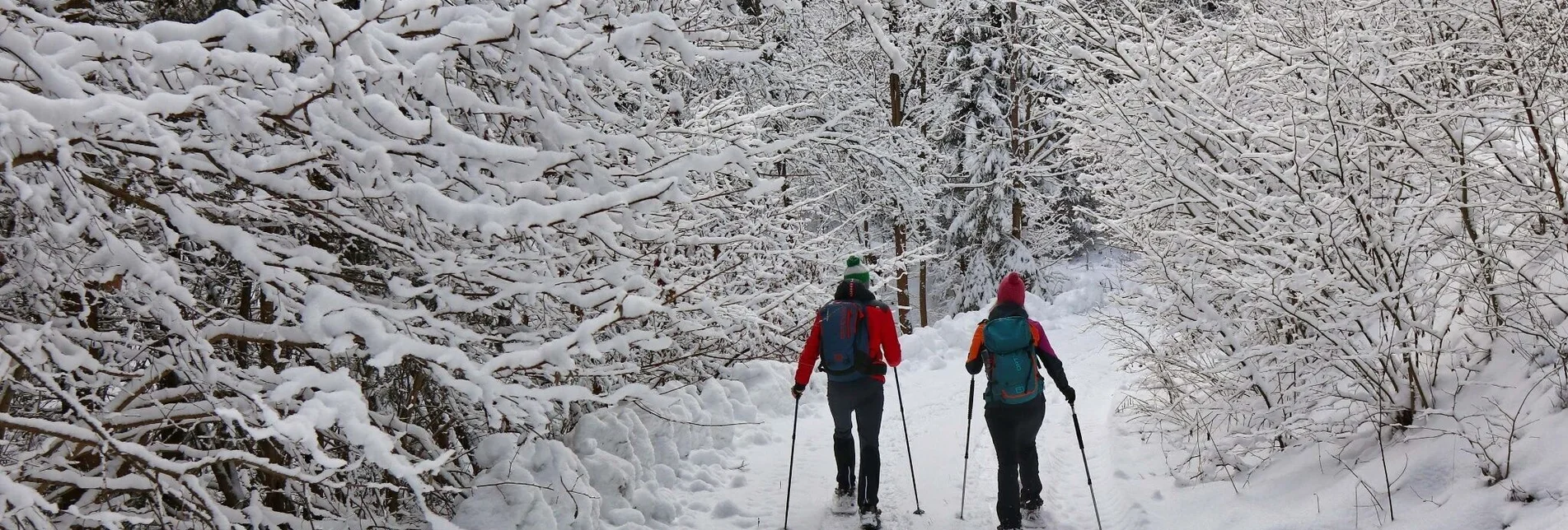 Snowshoe walking Easy snowshoe hike to the schwarzer Herrgott - Touren-Impression #1 | © Weges OG