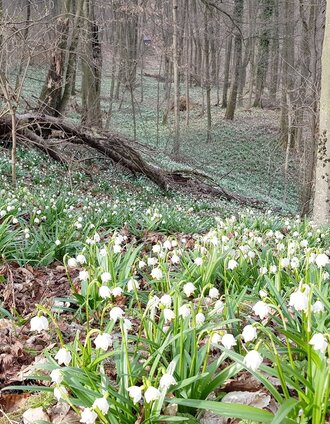 Frühlingsknotenblumen in Jagerberg | © Gabi Grandl