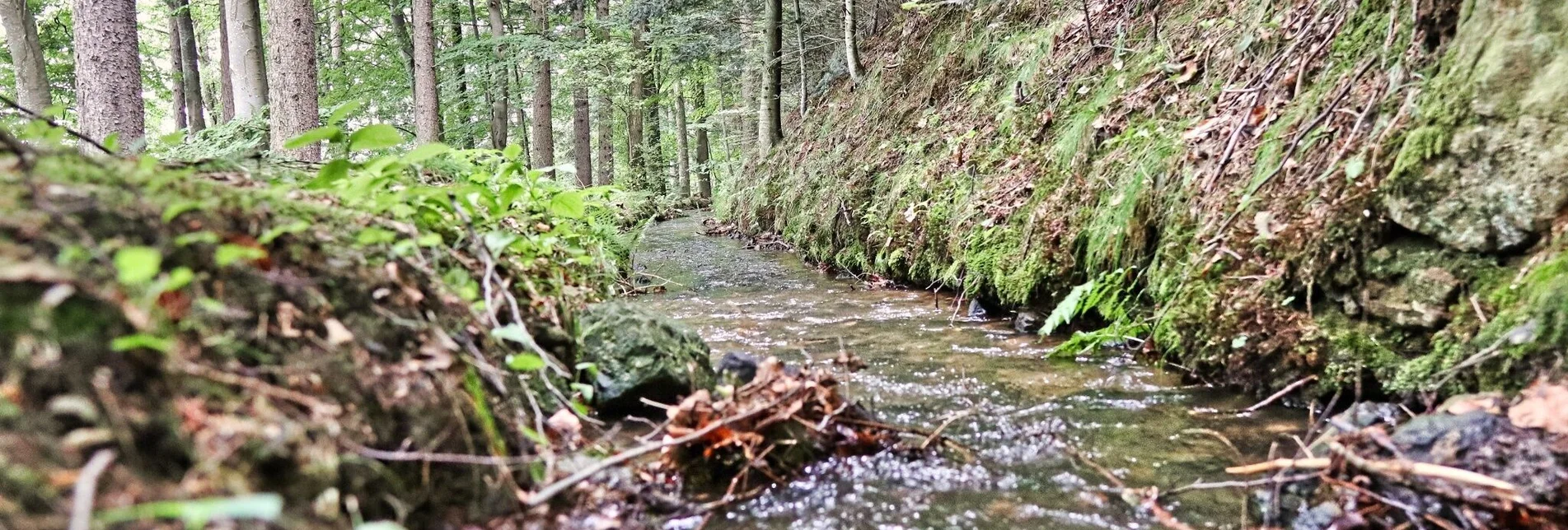 Wanderung Waldseppl-Runde, Penzendorf - Touren-Impression #1 | © Weges