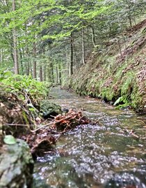 Watercourse in the forest | © Weges | WEGES WEGES | © Weges