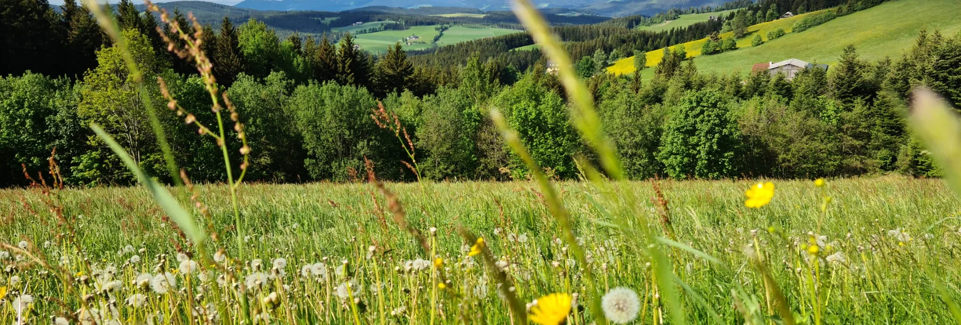 Hiking route St. Jakober round, Ratten - Touren-Impression #1 | © Oststeiermarkt Tourismus