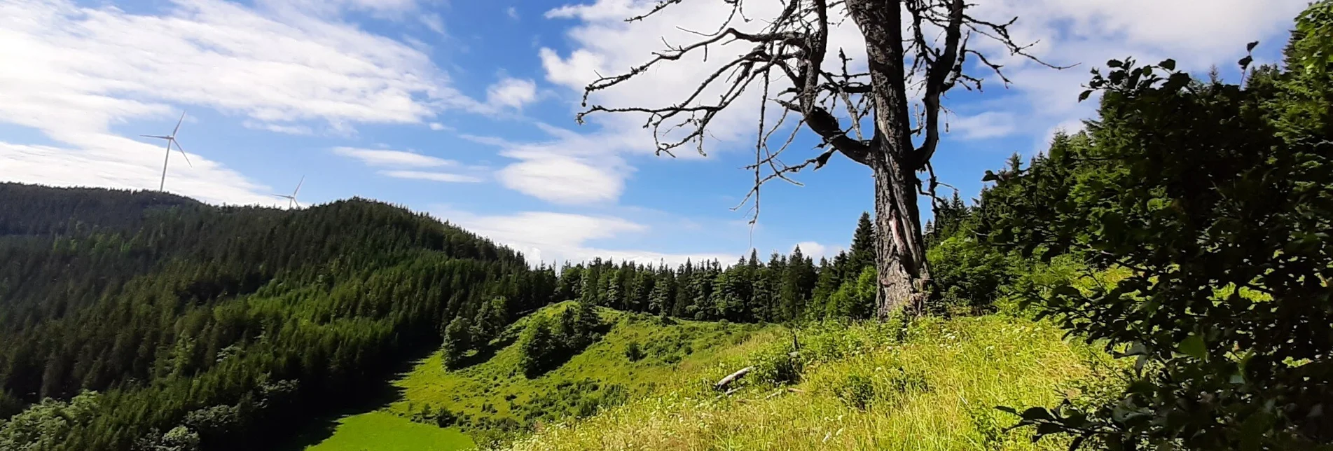 Wanderung Herrnalm-Runde, Fischbach - Touren-Impression #1