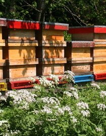 Bienenstöcke | © Oststeiermark Tourismus | Christine Pollhammer | © Oststeiermark Tourismus