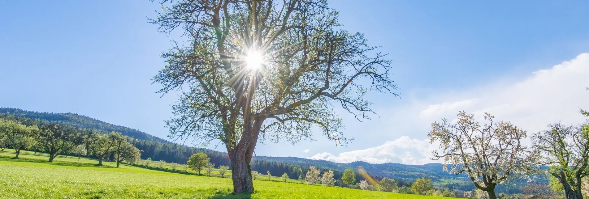 Wanderung Hirschbirnweg, Richtung Rabenwald - Touren-Impression #1 | © Oststeiermark Tourismus