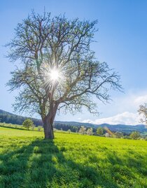 Orchard meadow, Nature Park Pöllauer Tal in Eastern Styria | © Oststeiermark Tourismus | © Helmut Schweighofer | © Oststeiermark Tourismus