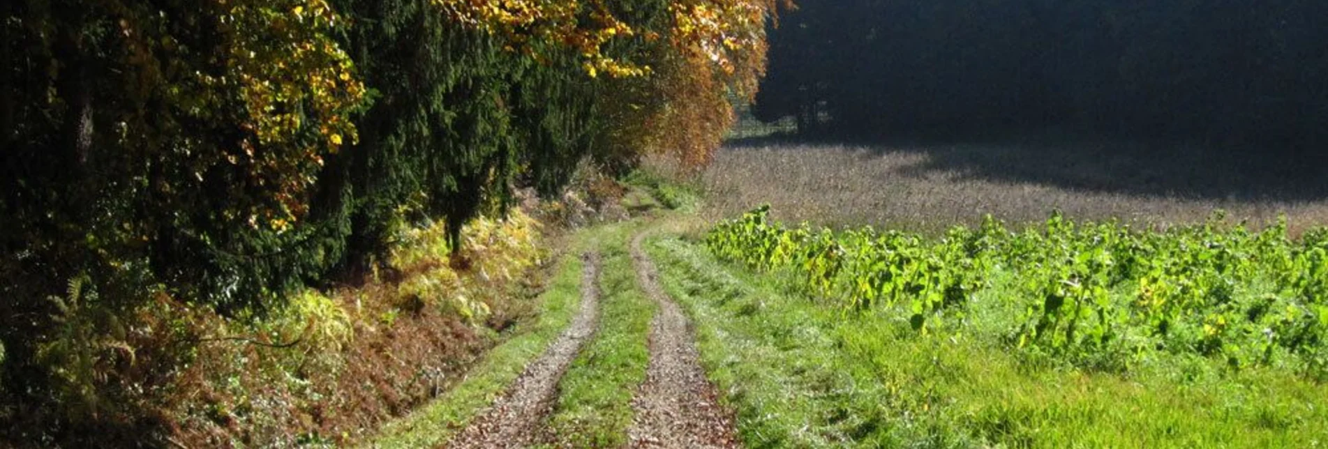 Jogging St. Ruprecht - Fitness running track - Touren-Impression #1 | © Oststeiermark Tourismus