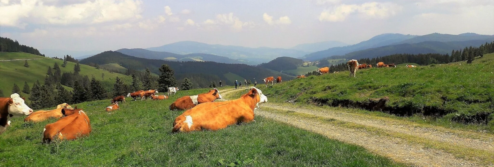 Radfahren Ochsentour, Teichalm - Sommeralm - Touren-Impression #1 | © Oststeiermark Tourismus