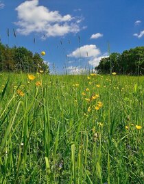 Flower meadow in ApfelLand in eastern Styria | © Oststeiermark Tourismus | Ewald Neffe | © Oststeiermark Tourismus
