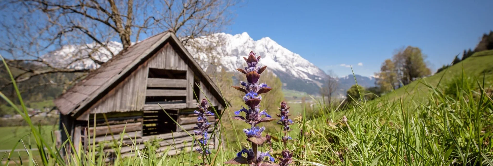 Wanderung Bachrundweg - Touren-Impression #1 | © Erlebnisregion Schladming-Dachstein