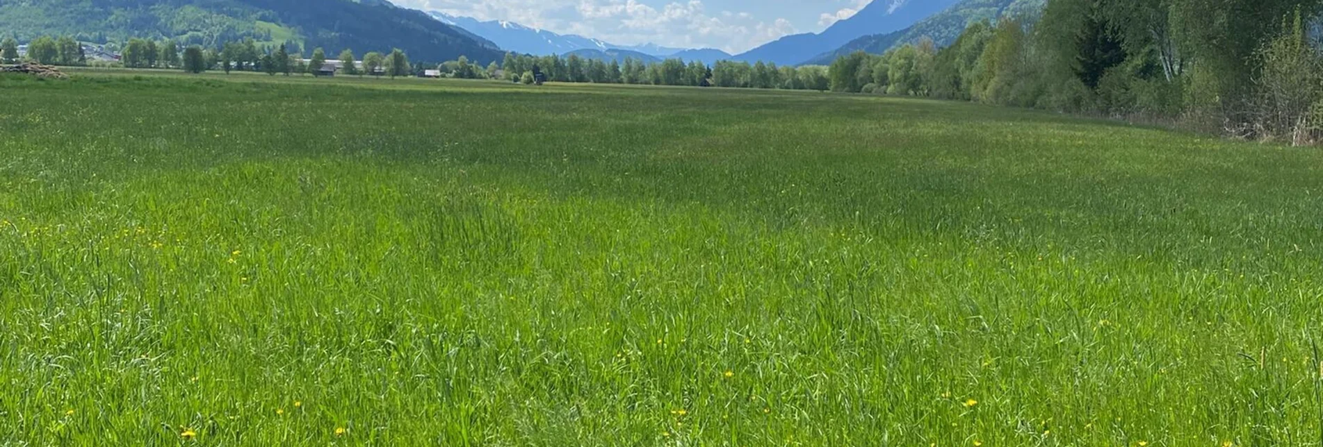 Jogging Ennswiesen-Runde - Touren-Impression #1