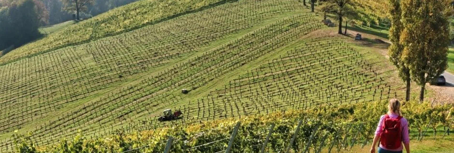 Wanderung Sernauberg - Variante 4a - Touren-Impression #1 | © TVB Südsteiermark/WEGES