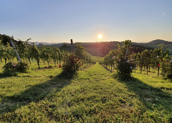 Sunset at the vineyard | © Steiermark Tourismus | Günther Steininger