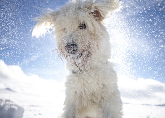 Styrian polar bear ;-) | © Steiermark Tourismus | Tom Lamm