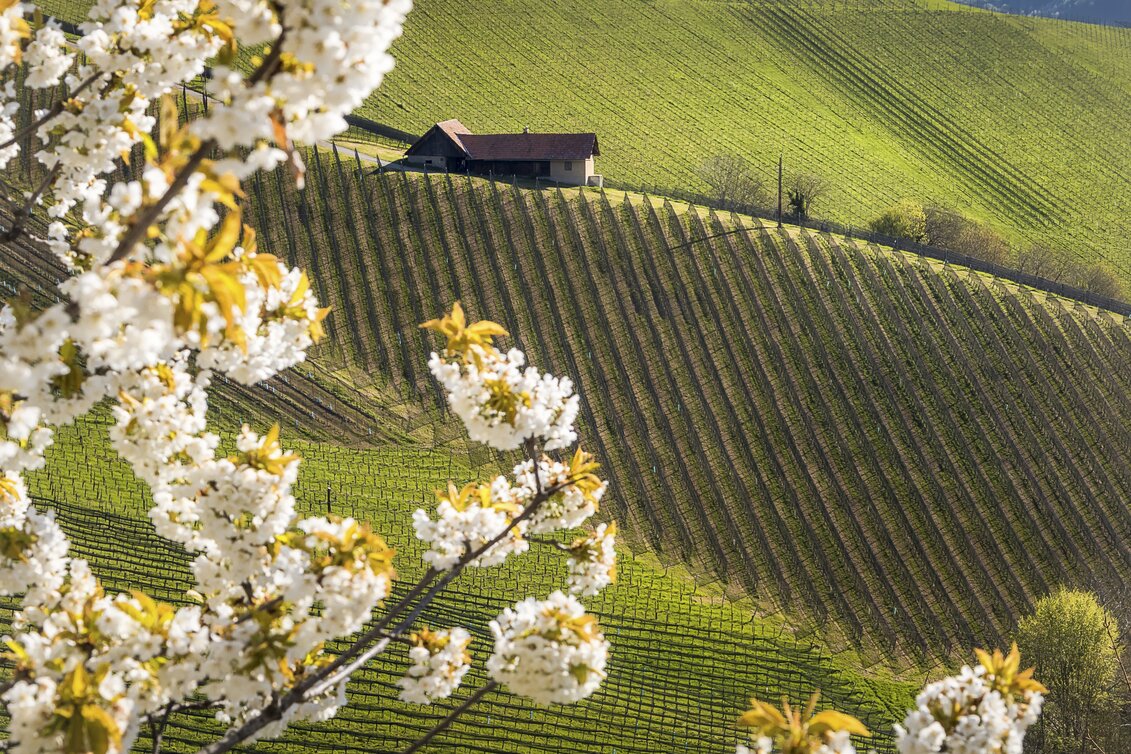 Die malerische Landschaft der Südsteiermark | © STG | Wolfgang Jauk
