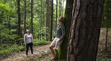 Waldbaden im Grünen Herz | © STG | Punkt & Komma