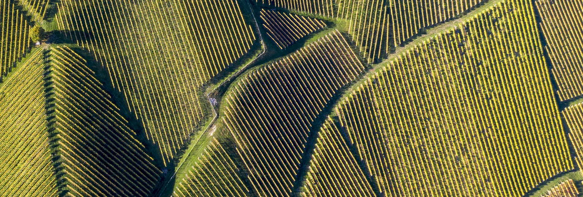 The Wine Cycle Tour, Gamlitz | © Steiermark Tourismus | Tom Lamm