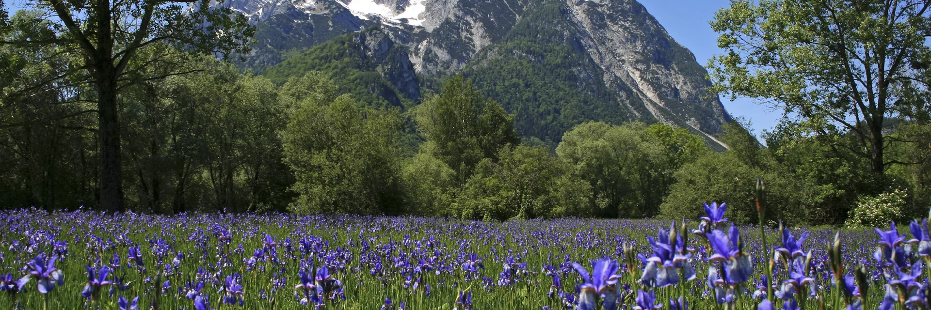 Iriswiese in den Trautenfelser Naturschutzflächen mit Grimming (Schladming-Dachstein) | © STG | Herbert Raffalt Iriswiese in den Trautenfelser Naturschutzflächen mit Grimming (Schladming-Dachstein) | © STG | Herbert Raffalt