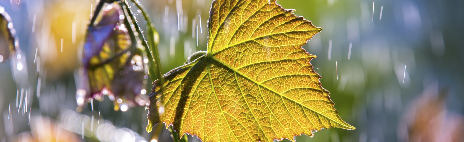 First vine leaves in spring