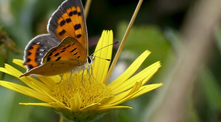 Little Copper | © H. Brunner | K. Gesslbauer