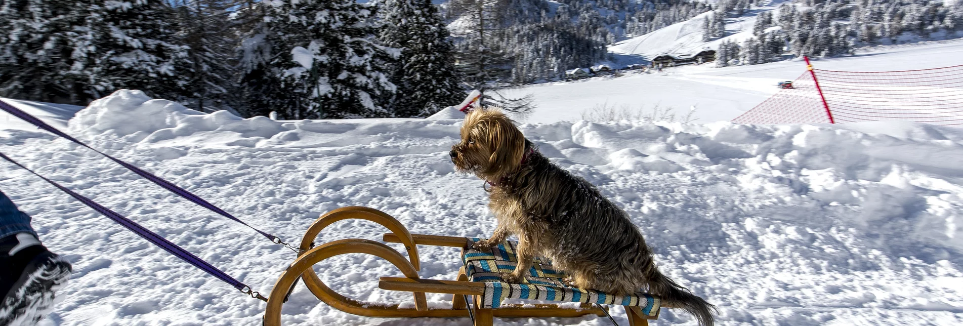 Dog on a  toboggan | © Steiermark Tourismus | Tom Lamm