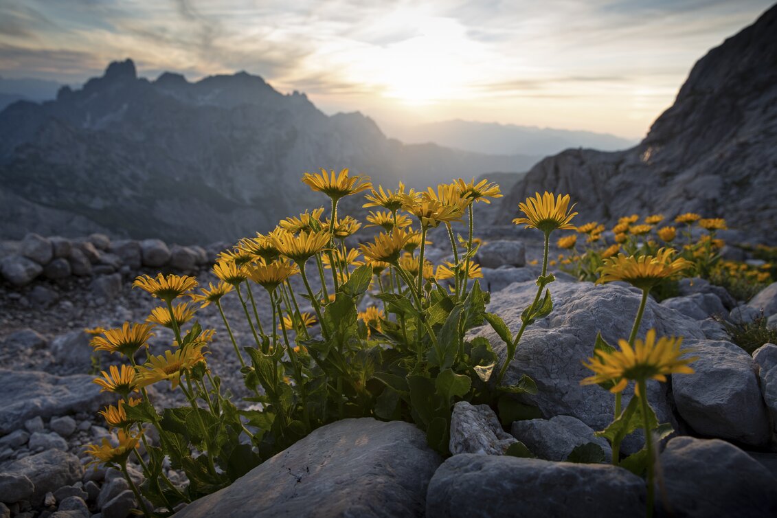 Am Dachstein-Rundweg | © STG | photo-austria.at
