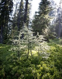 Green power