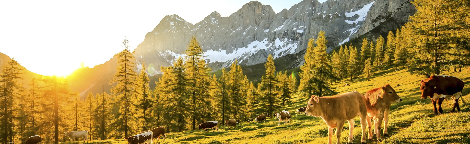 cattle on the Brandriedl with view to the Dachstein (Ramsau am Dachstein)