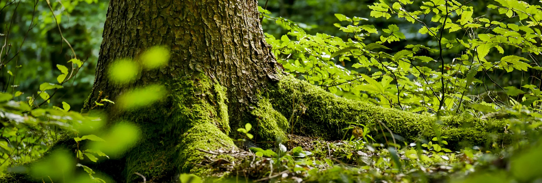 The Green Heart | © Steiermark Tourismus | Manfred Polansky