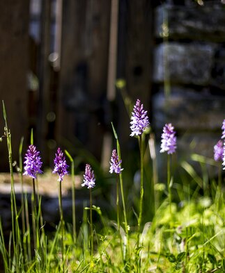 Frühlingsstimmung im Naturpark Mürzer Oberland | © TV Hochsteiermark | Tom Lamm