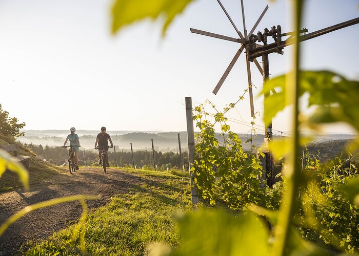 Radfahrer in den Weingärten Hochgrail bei St. Stefan ob Stainz | © Schilcherland Steiermark | Velontour