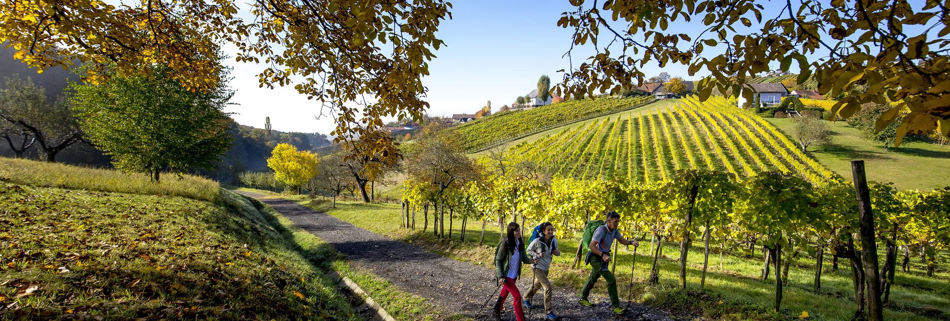 Hiking near Klöch | © Steiermark Tourismus | Tom Lamm