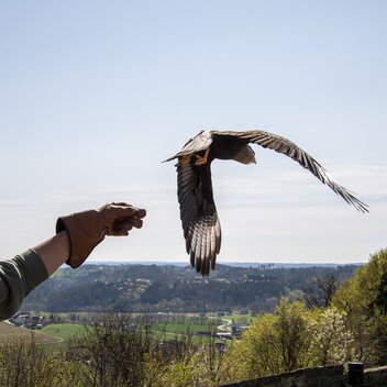 Greifvogel-Flugshow auf der Riegersburg | © Christian Thomaser | Christian Thomaser