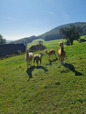 Alpakas vom Dörflgraf_Weide_Oststeiermark | © Alpakas vom Dörfgraf