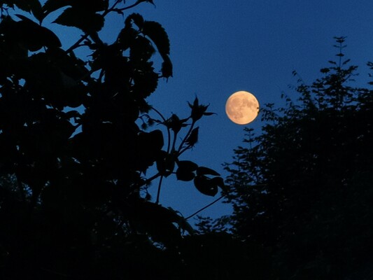 Full moon over the Rabenwald_Pöllau_Eastern Styria | © Alpenkräutergarten Käfer
