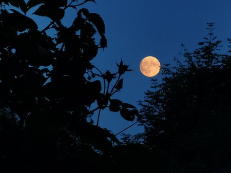 Full moon over the Rabenwald_Pöllau_Eastern Styria | © Alpenkräutergarten Käfer