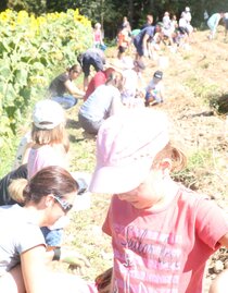 Farm Kolb_potatoeharvest_Eastern Styria | © Bauernhof Kolb | Sonja Spitzer | © Bauernhof Kolb