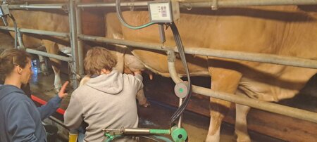 Bio Farm_Milking_Eastern Styria | © Biobauernhof