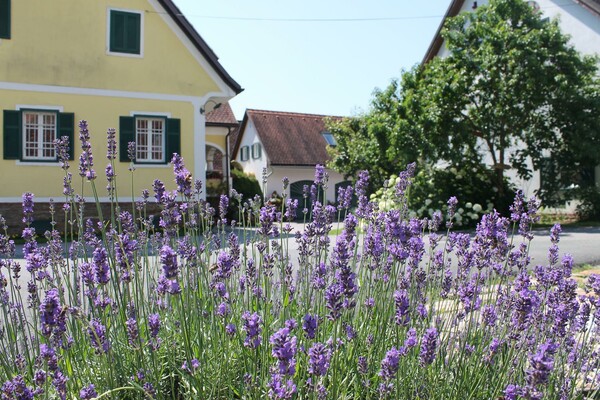 Aussenansicht | © Farmer-Rabensteiner