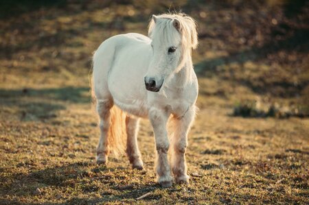 Pony-Time out Gmoarieglhof