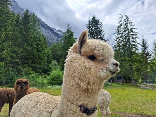 Grimming Alpacas, close up, Tauplitz | © Familie Müller