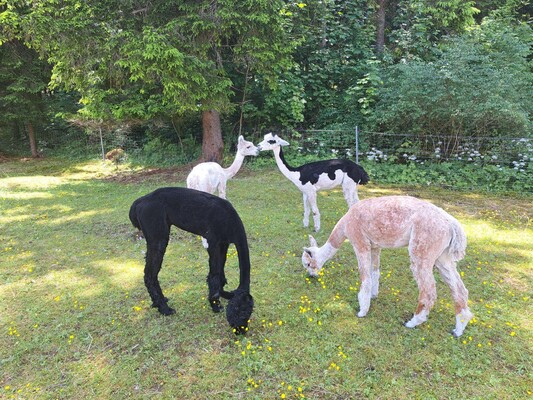 Grimming Alpacas, Tauplitz, sheared | © Familie Müller