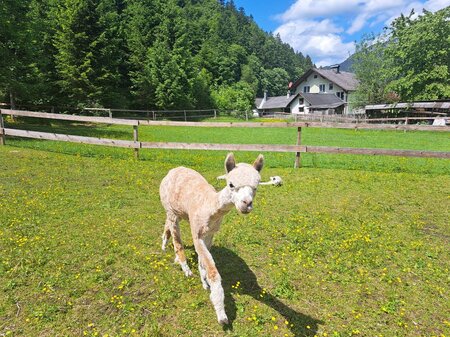 Grimming Alpacas, Tauplitz, Alpaca youngsters | © Familie Müller