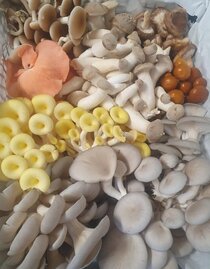 A selection of our mushrooms | © GutBehütet | GutBehütet | © GutBehütet