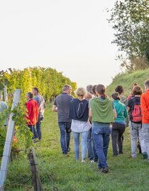 Weinwiesen Wanderung