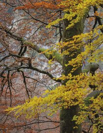 Herbstliches Duett | © Franz Josef Kovacs | © Franz Josef Kovacs