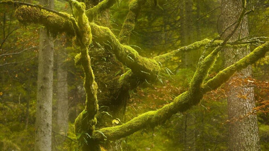 "Wilde Wälder" - Fotowanderung im Frühling 31.05.2025 - Impressionen #2.5