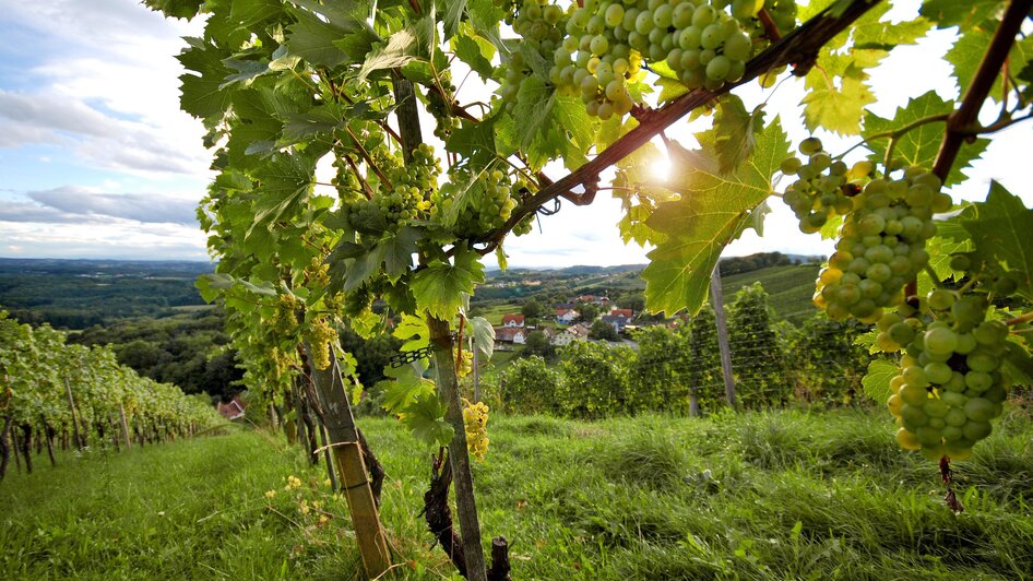 Weintrauben_Oststeiermark | © Oststeiermark Tourismus