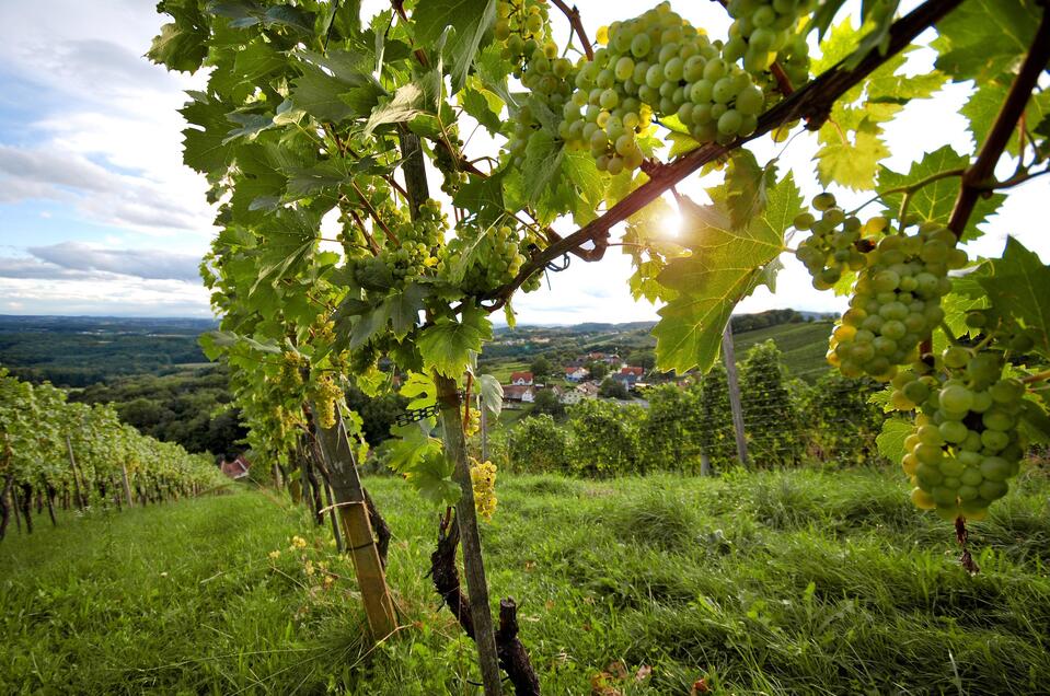 Weintrauben_Oststeiermark | © Oststeiermark Tourismus
