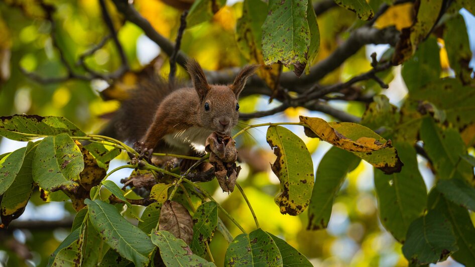Eichhörnchen_Pöllau_Oststeiermark | © Richard Almbauer